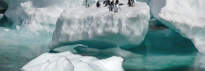 antarctique-pingouins-adelie-afrique-du-sud-decouverte