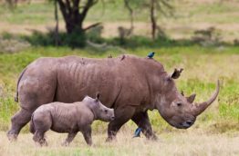 rhinoceros-cover-afrique-du-sud-decouverte