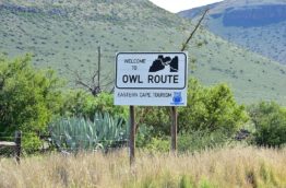 owl-route-cover-afrique-du-sud-decouverte