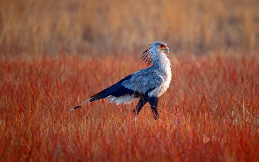 rietvlei-secretario-pájaro-sudáfrica-descubrimiento