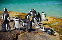 boulders-beach-pingouins-cover-afrique-du-sud-decouverte