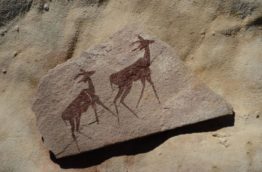 wildebeest-kuil-rock-art-centre-animaux-afrique-du-sud-decouverte