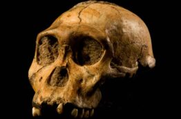 paleo-route-australopithecus-sediba-afrique-du-sud-decouverte