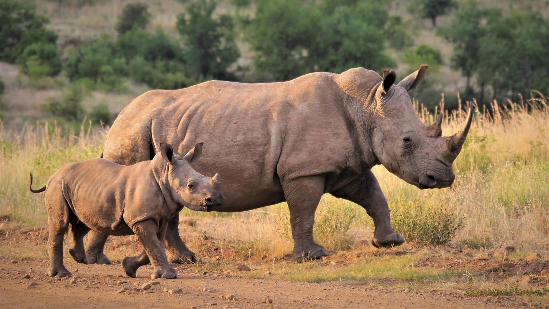 protection-des-rhinoceros-cover-afrique-du-sud-decouverte