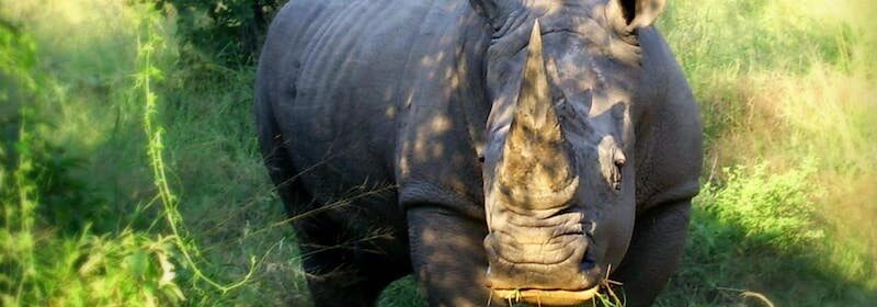 protection-des-rhinoceros-face-afrique-du-sud-decouverte