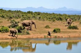 sauvage-elephant-cover-afrique-du-sud-decouverte