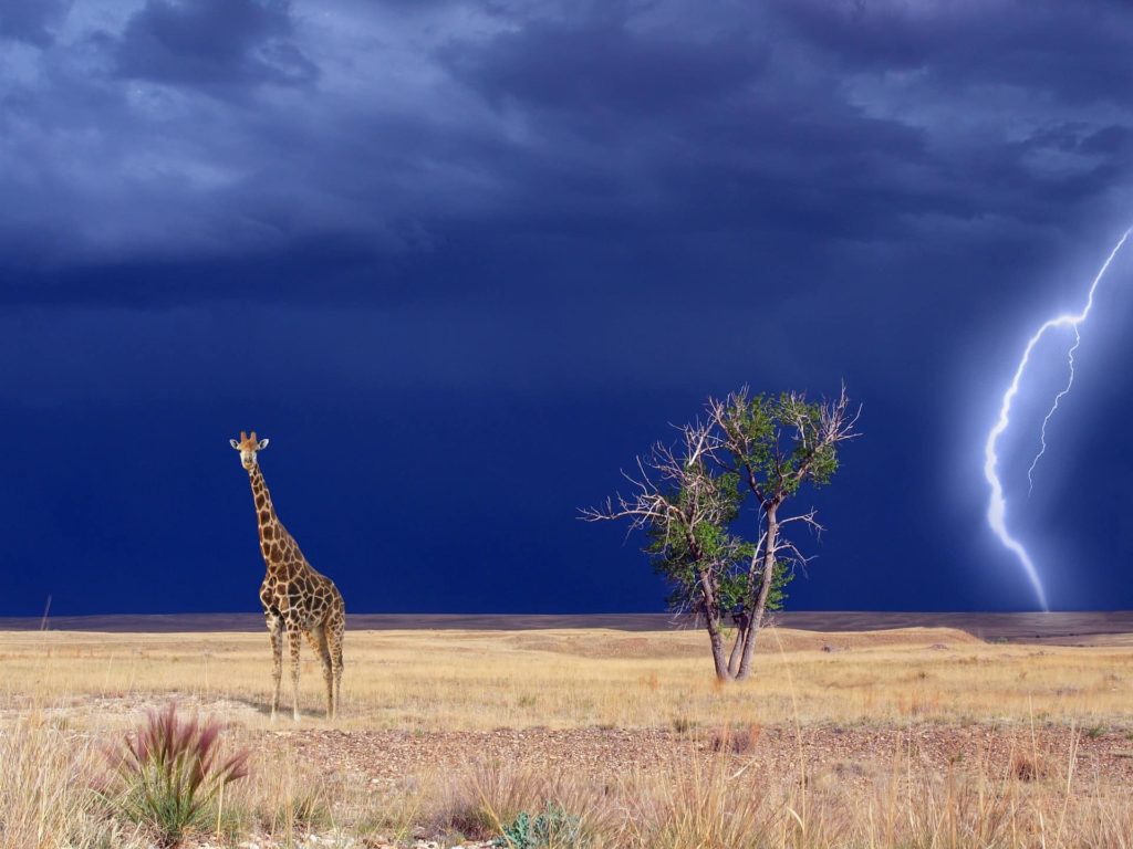sauvage-giraffe-desert-afrique-du-sud-decouvertesauvage-giraffe-desert-afrique-du-sud-decouverte