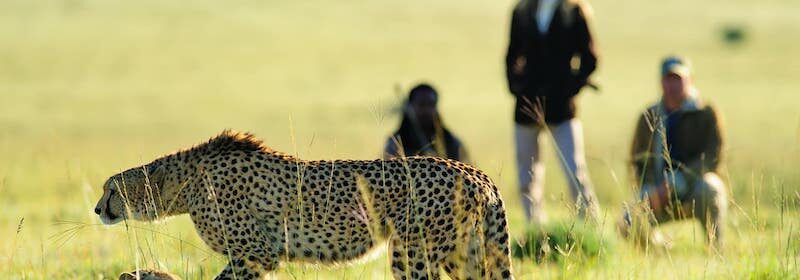safari-a-pied-cover-afrique-du-sud-decouverte