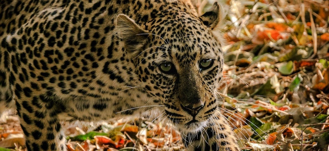 Léopard Sabi Sand
