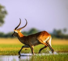 Antilope dans l'Okavango
