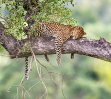 Léopard endormi sur une branche