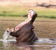 Hippopotame bâillement
