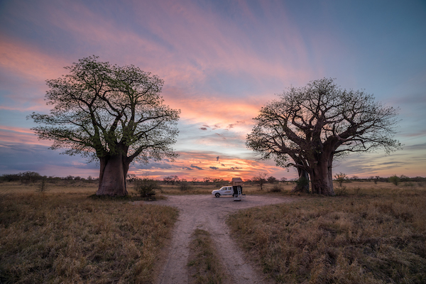 Baobab coucher du SOleil