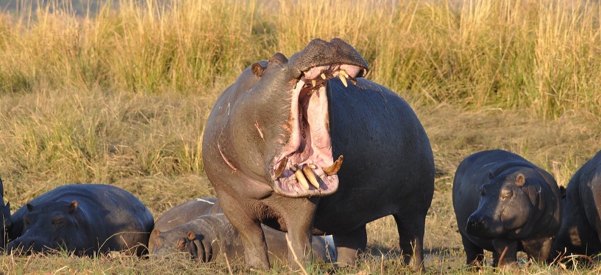Bâillement d'un hippopotame