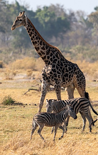 Zèbres et Girafes au Bostwana