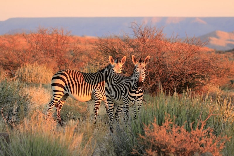 zebres-cover-afrique-du-sud-decouverte