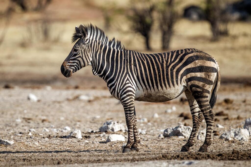 zebres-de-montagne-afrique-du-sud-decouverte