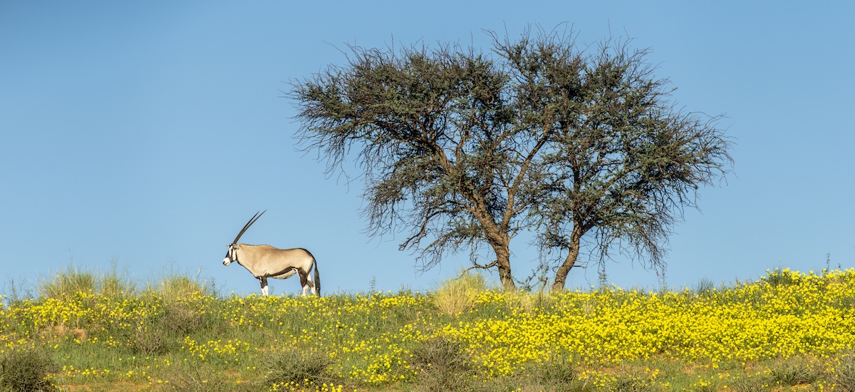 Gemsbok au sommet d'une dune du Kalahari devant un arbre isolé
