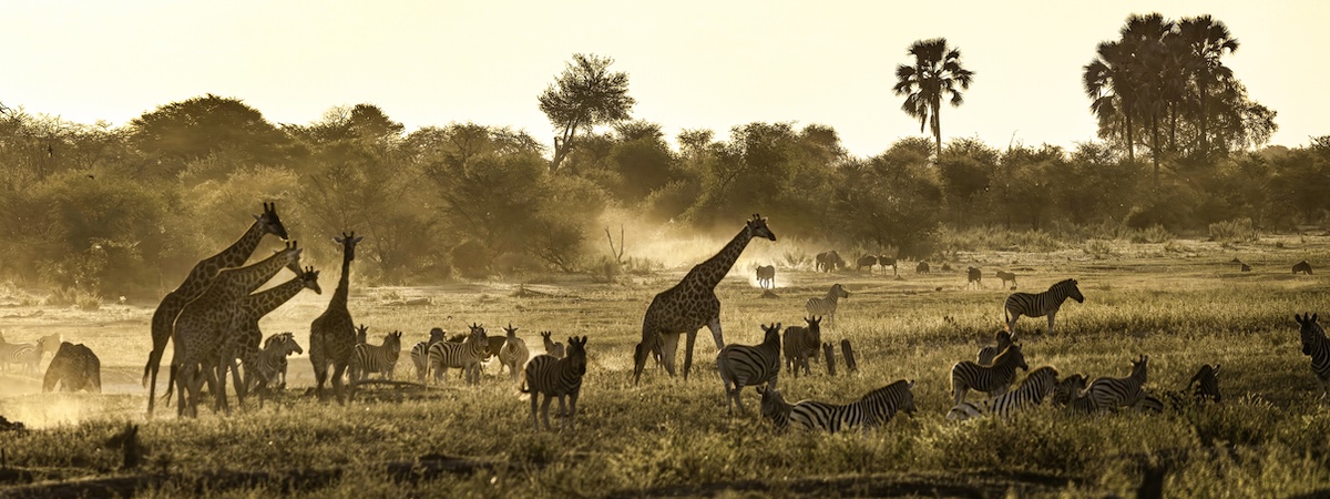 Girafes et zébres Okavango vue aérienne