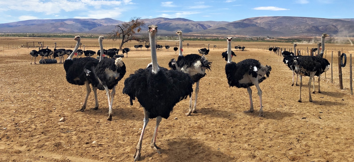 Autruches troupeau dans le Klein Karoo près d'Oudtshoorn