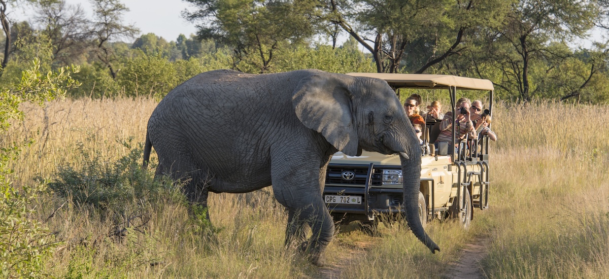 Observation des touristes en safari d'un gros éléphant