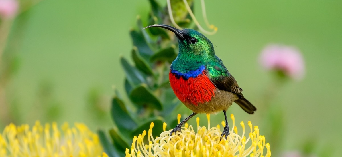 Colibri posé sur une fleur de protée jaune