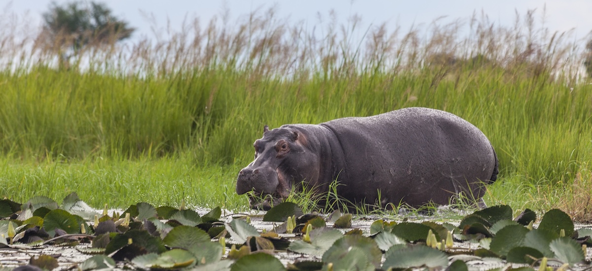 Hippopotame Parc Chobe IS
