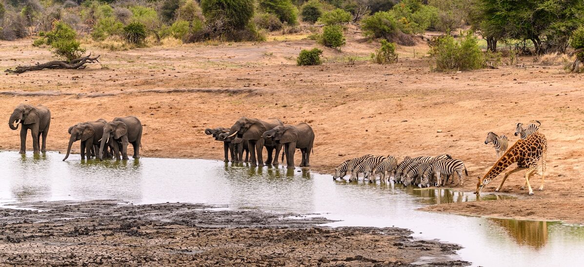 Eléphants, zèbres et girafe sur un point d'eau dans le Kruger
