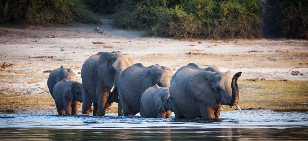 Famille d'éléphants dans une rivière en file