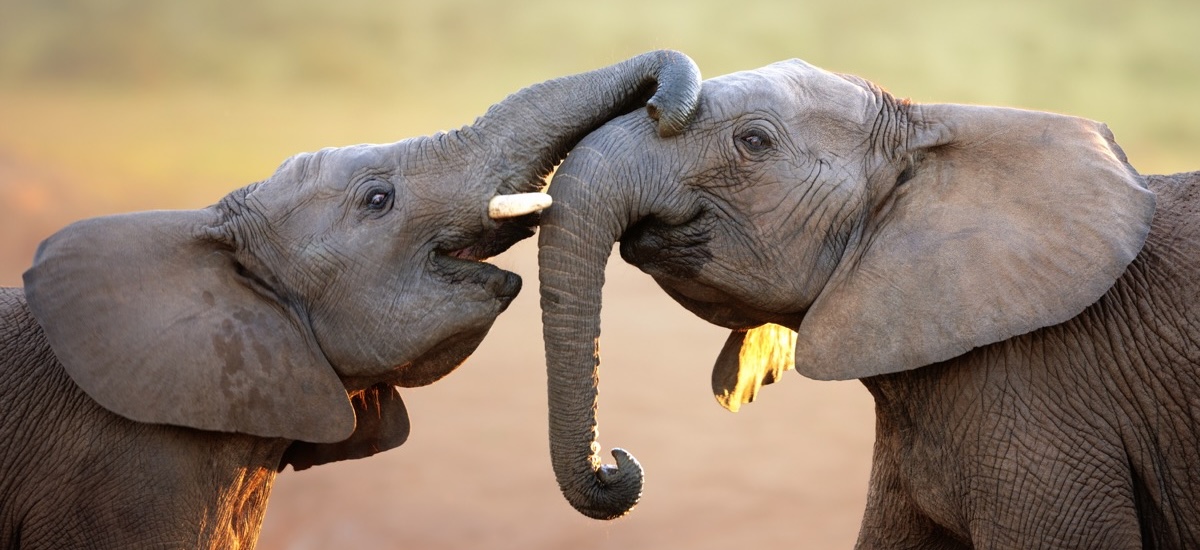 Deux éléphants dont un jeune jouent avec leurs trompes