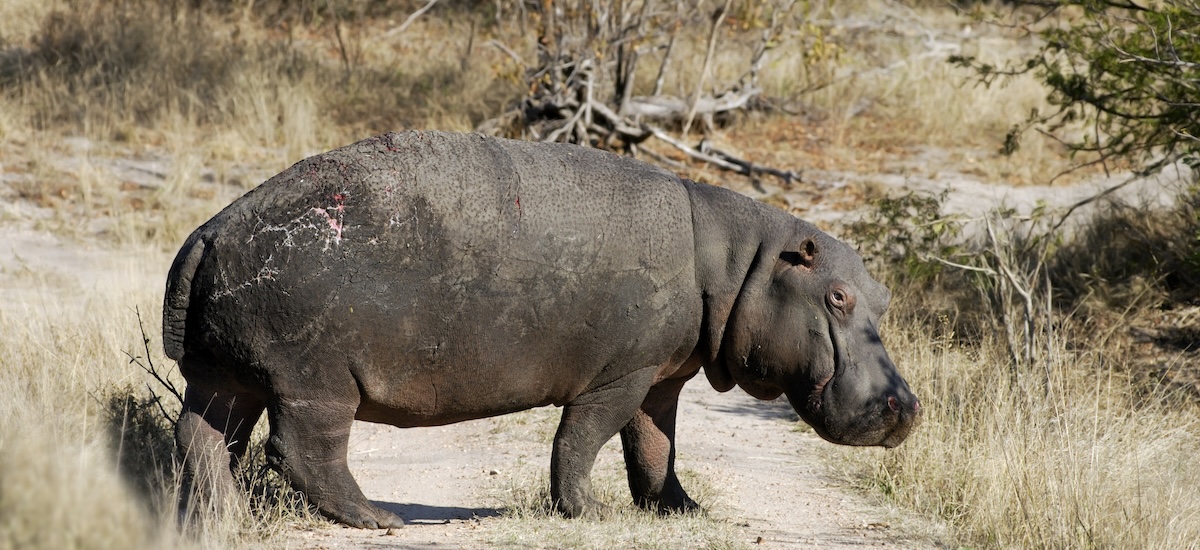Jeune hippopotame blessé