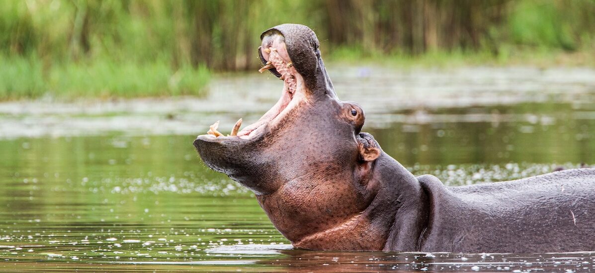 Hippopotame femelle fait surface pour vérifier qu'il peut sortir de l'eau dans le parc Kruger, en Afrique du Sud.