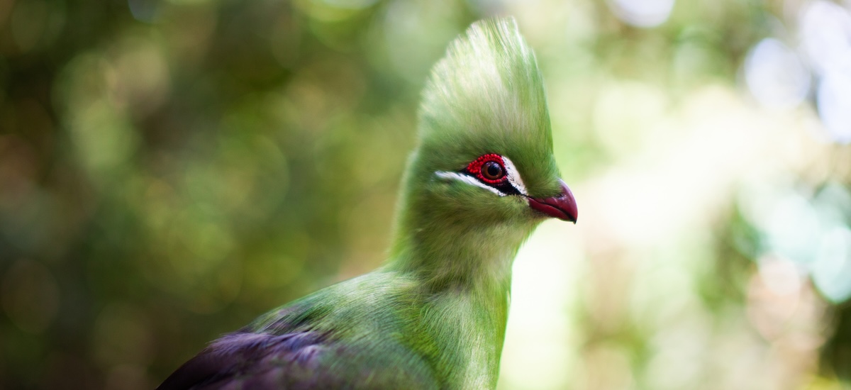 Touraco louri, oiseau huppé vert près de Knysna