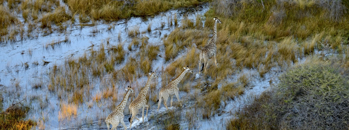 Vue aérienne troupeau girafe Delta Okavango