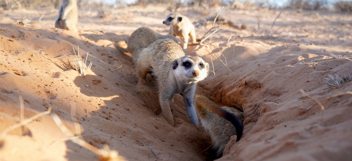 Suricate à l'extérieur de son terrier dans le désert du Kalahari, Afrique du Sud