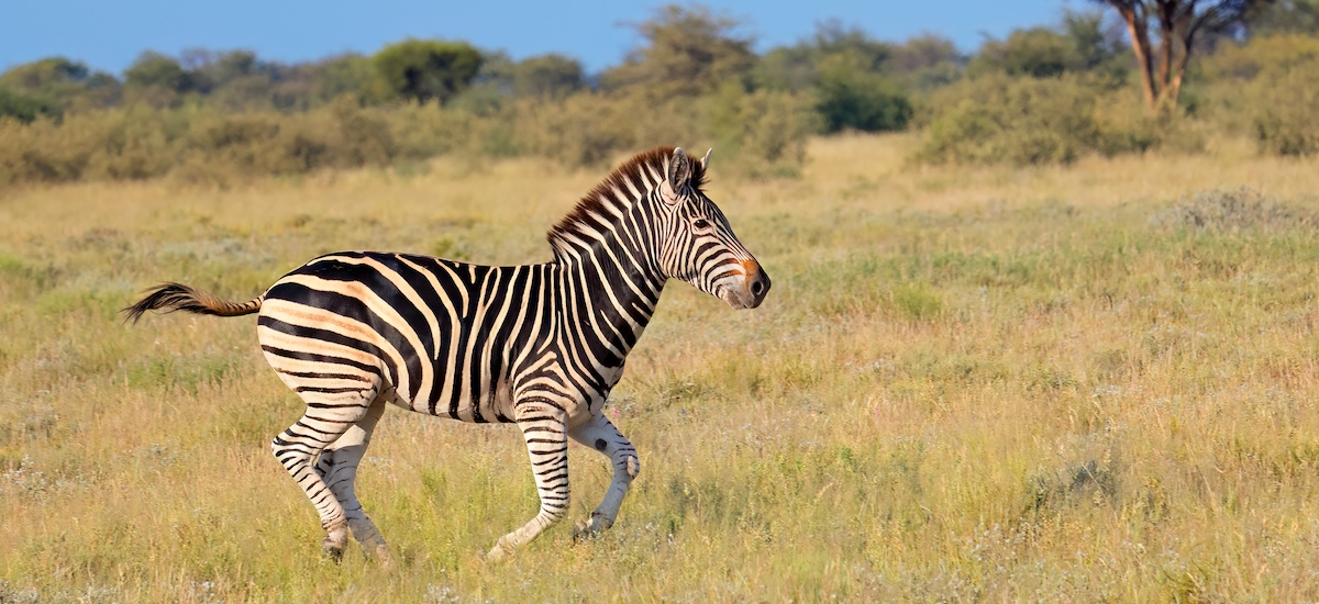 Zébre des plaines en pleine course en Afrique du Sud