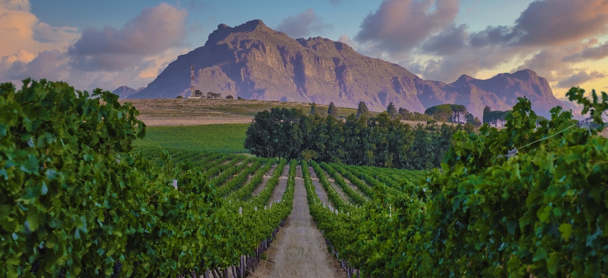 Paysage de vignoble au coucher du soleil avec des montagnes à Stellenbosch, près de Cape Town, Afrique du Sud
