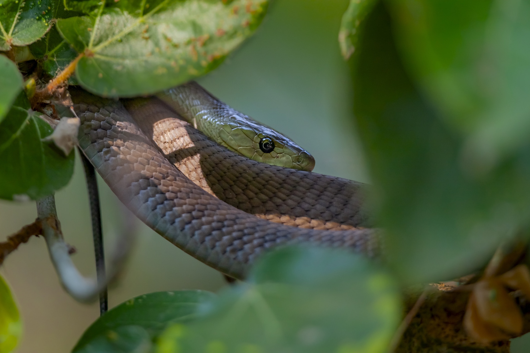 Serpent caché dans le feuillage Dendroaspis polylepis-mamba-noir