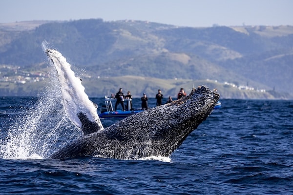 Observation des baleines à bosse à Port Saint John en afrique du sud