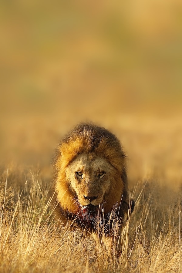 Lion vue de face dans la savane sud africaine