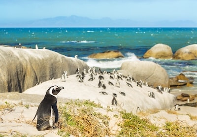 Colonie de manchot du Cap proche de Cape Town