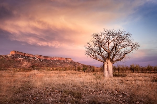 Baobab dans le soleil couchant près de Kimberley en Afrique du Sud
