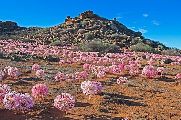 Brunsvigia bosmaniae dans le Namaqwaland en fleur