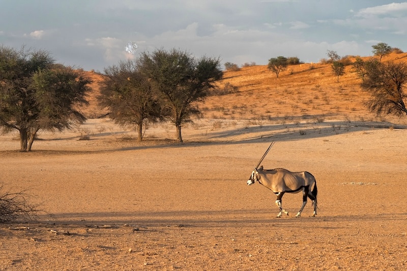 Oryx, dans le parc national Kgalagadi Transfrontier