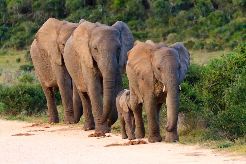 Famille d'éléphant le long d'une piste au parc national Addo Elephant en Afrique du Sud