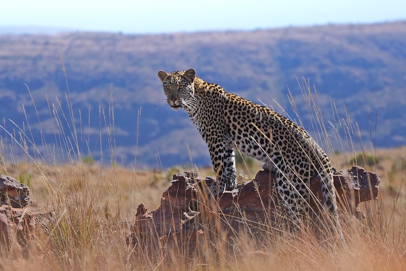Marakele National Park,