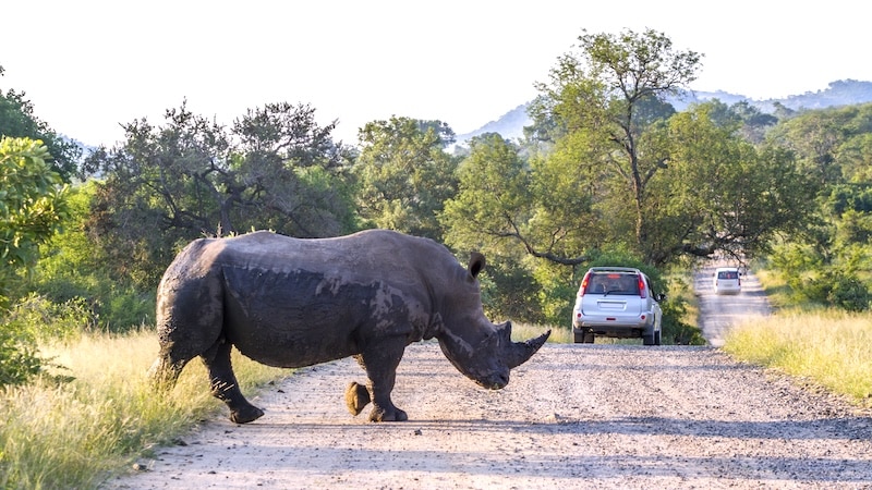 Rhinocéros traverse une piste au parc Kruger
