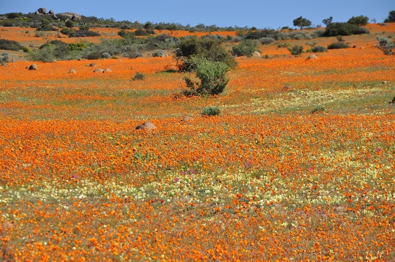 Floraison printannière dans le Park national Namaqua en Afrique du Sud