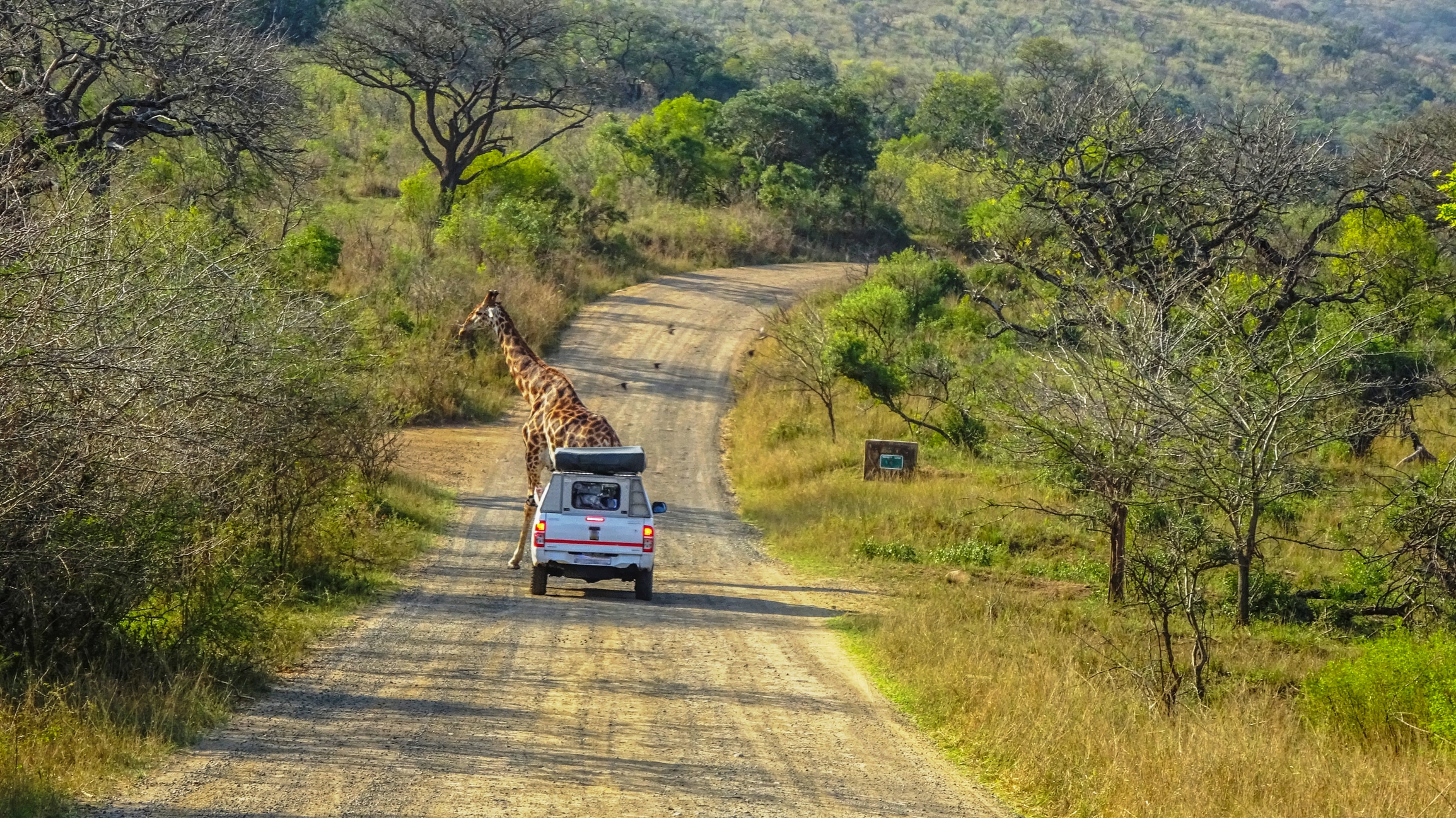 Girafe devant un 4x4 a Hluhluwe Umfolozi